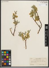 Foto von Salix orestera C. K. Schneid.